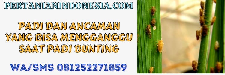 padi,tanaman padi,ancaman,gangguan,hama